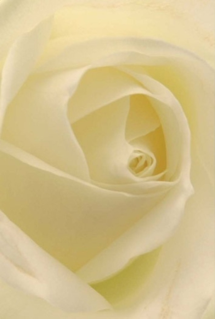 The serene core of this white rose, as captured by an Elephant and Castle florist, radiates sophistication and a subtle sense of ceremony-much like the peaceful corners tucked away behind bustling roundabouts. Each ivory petal is infused with a velvety matte finish, curving inward in a perfectly arranged spiral that invites the eye to explore its depths. Ambient light pours over the bloom from above, diffusing through the gentle curves and enhancing the interplay of creamy tones and faint lemon highlights, which feel reminiscent of late afternoons in neighboring parks. The outer petals, ghostlike and almost transparent, frame the rose in quiet dignity, embodying both the fragility and resilience found in meaningful bouquets crafted for local celebrations, weddings, or tributes. This single flower, selected with meticulous attention to freshness and proportion, speaks volumes without words-its subtle fragrance lingering, the composition echoing both tradition and innovation nurtured by Elephant and Castle Florist. The result is a timeless floral gesture that effortlessly bridges the personal and the communal, reflecting the character and compassion of this lively London neighbourhood.